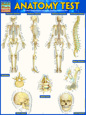 cover image of Anatomy Test Reference Guide (8.5 x 11)